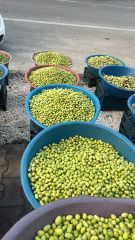 Çekırdeklı Yeşil zeytin